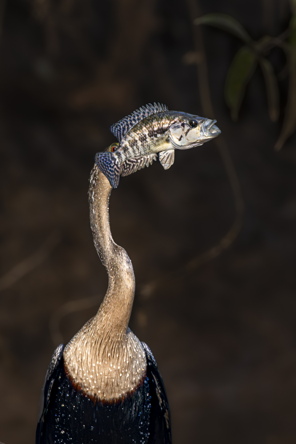 a bird has a fish skewered on its beak a bird has a fish skewered on its beak